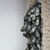 Mucuna