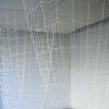 Stratus