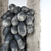 Mucuna