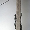 Mucuna