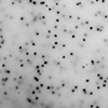 Poopy Seed Dressing