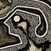 Osmosis- detail