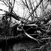 The Memory Of Trees