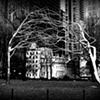 Silver Tree Embrace