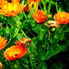 Orange Bliss