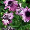 Purple Wonder