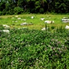 Field Of Stone
