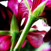 Within Beauty