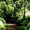 Wonderland