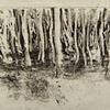 Woodland