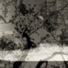 Three Apples