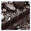 Untitled 06 from Detritus
