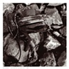 Untitled 04 from Detritus