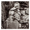 Untitled 01 from Detritus
