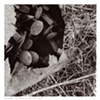 Untitled 02 from Detritus