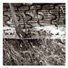 Untitled 07 from Detritus
