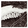 Untitled 03 from Detritus