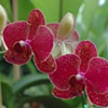 Hothouse