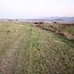 Mid-summer Alfalfa Field