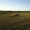 Mid-summer Field #2 (Self-Portrait)