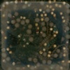 Seafood 2050