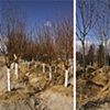 Winter Into Spring Orchard