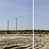 Orchard and Poles