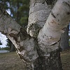 There is a Split that Never Heals