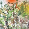 Forest through trees
