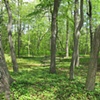 Seeing Forest and Trees