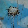 bitter thistle