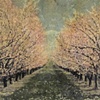 the orchard