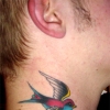 Swallow