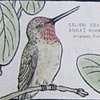 BIRDS OF HOLLYWOOD II