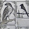 BIRDS OF HOLLYWOOD II