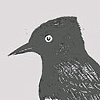 Black Phoebe