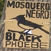 BLACK PHOEBE