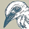 Scrub Jay