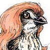 Red Capped Sparrow 