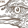 Red Tailed Hawk