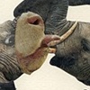 ELEPHANTS