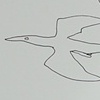 Cormorants