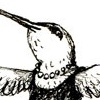 ANNA'S HUMMINGBIRD