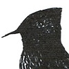 Black Phoebe