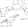 Rome Birds