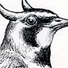 Horned Lark