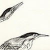Night Herons