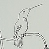 Hummingbirds in the Garden