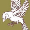 House Finch 