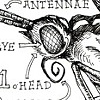 Lepidoptera anatomy